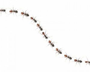 117309569ants 300x240 The ants go marching