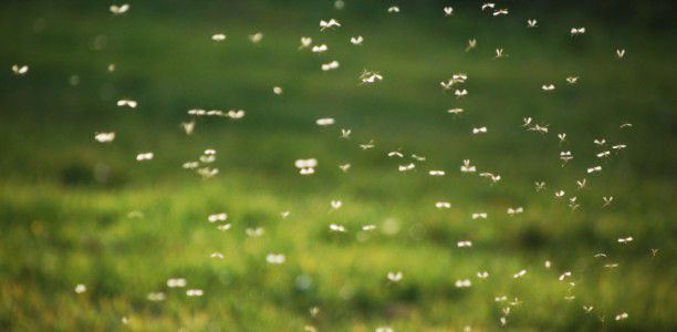 Health warning on mosquito viruses: Keeping your family safe