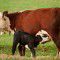 This little cow
