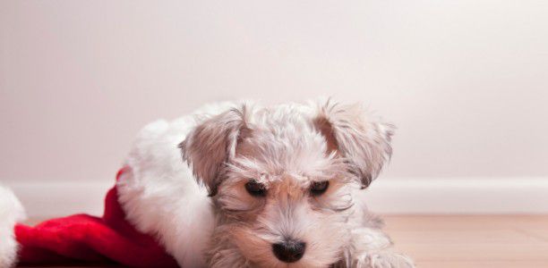 Puppies and kittens – The purrfect Christmas present?