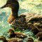 Five little ducks