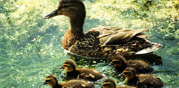 Five little ducks