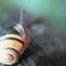 Slowly, slowly creeps the garden snail