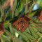 Health warning – Keep safe and don’t handle injured bats