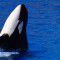 Tohora nui (The big whale)
