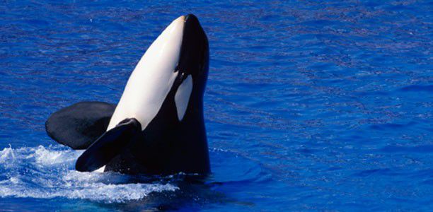 Tohora nui (The big whale)