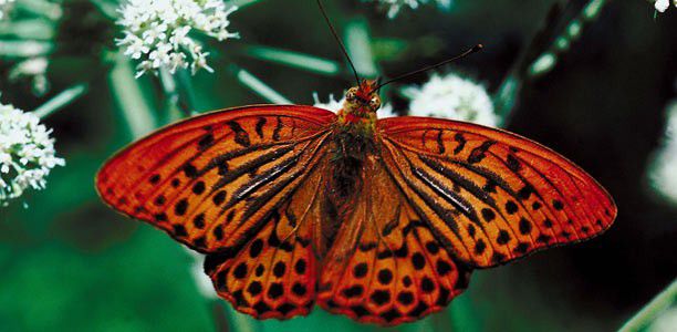 Purerehua rere runga hau (Butterfly song)