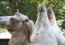Calamunnda camel farm