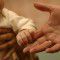 Rare diseases terrifying for new parents