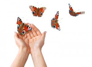 94978197 300x218 Purerehua rere runga hau (Butterfly song)