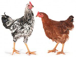 97930450 Chicken and rooster 300x228 Landsdale Farm School