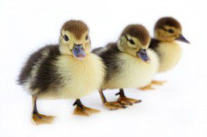 Ducklings 300x199 Five little ducks