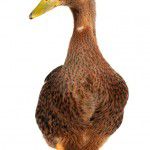 119256053 Duck