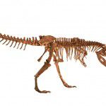 T-rex skeleton