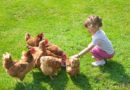 Girl with chickens