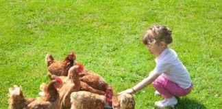 Girl with chickens on grass.