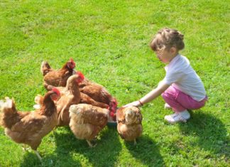 Girl with chickens on grass.