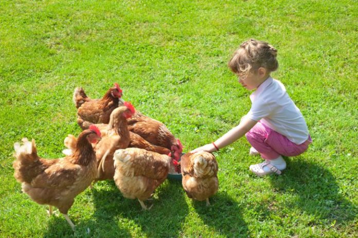 Girl with chickens on grass.