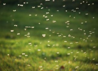Mosquitos