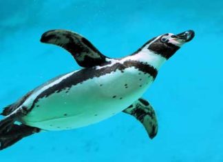 penguin swimming