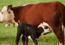 Calf nursing from its mother.