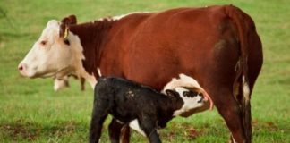 Calf nursing from its mother.