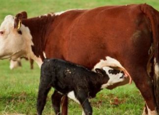 Calf nursing from its mother.