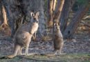 Kangaroos