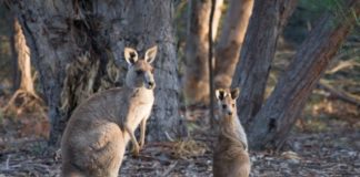 Kangaroos