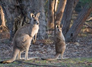 Kangaroos