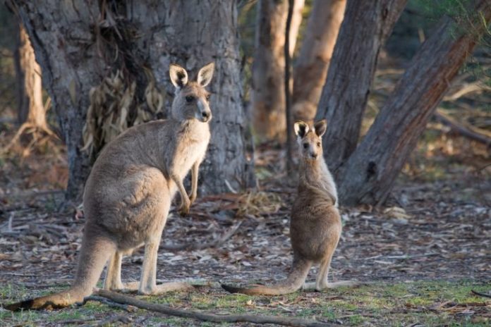 Kangaroos