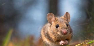 Wild wood mouse