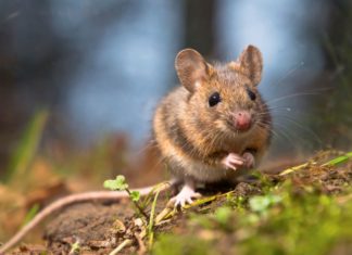 Wild wood mouse
