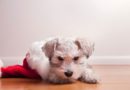Puppy in Santa hat