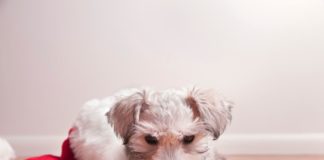 Puppy in Santa hat