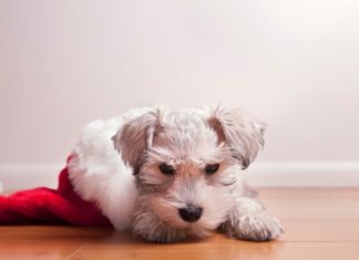 Puppy in Santa hat