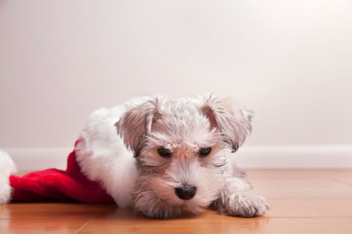 Puppy in Santa hat