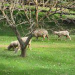Animals grazing