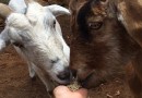 feeding-goats-calamunnda-camel-farm-featured