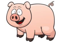 pig cartoon image