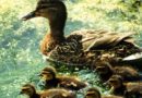 Mother duck with babies