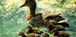 Mother duck with babies