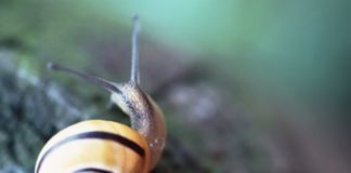 A yellow and deep purple snail sits on a rough surface outside.