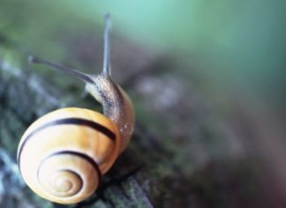 A yellow and deep purple snail sits on a rough surface outside.