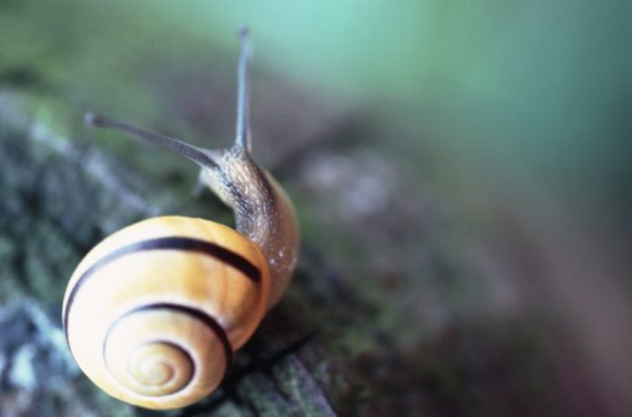 A yellow and deep purple snail sits on a rough surface outside.