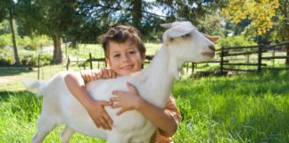Boy hugging a goat on a lovely field of green.