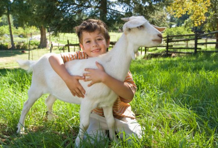 Boy hugging a goat on a lovely field of green.