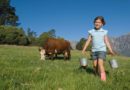 Milking cows