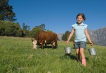 A girl carries two tin pails. There is a cow in the background eating grass.