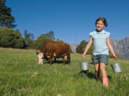 A girl carries two tin pails. There is a cow in the background eating grass.